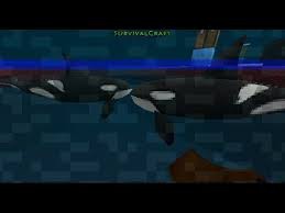 QUIERES TENER TUS PROPIAS ORCAS EN CASA??